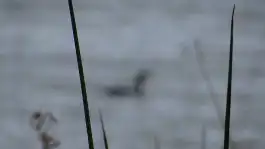 Reed With Duck Back